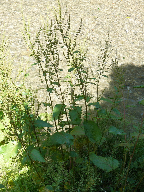 Изображение особи Rumex obtusifolius.