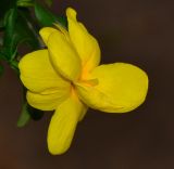 Jasminum mesnyi. Цветок. Израиль, Шарон, г. Герцлия, в культуре. 04.02.2013.