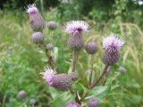 Cirsium arvense. Верхушка растения с соцветиями и кормящимися тлями. Тамбовская обл., Петровский р-н, с. Петровское, луг. 17.06.2013.