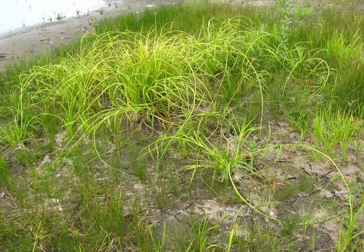 Изображение особи Scirpus radicans.