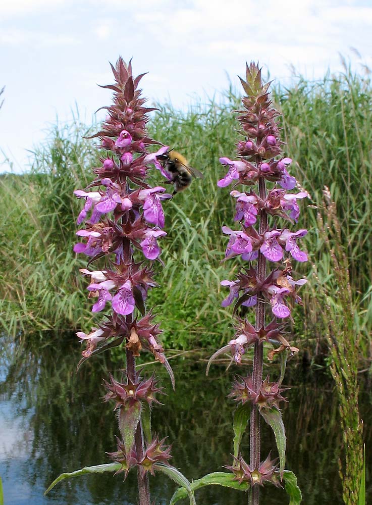 Изображение особи Stachys palustris.