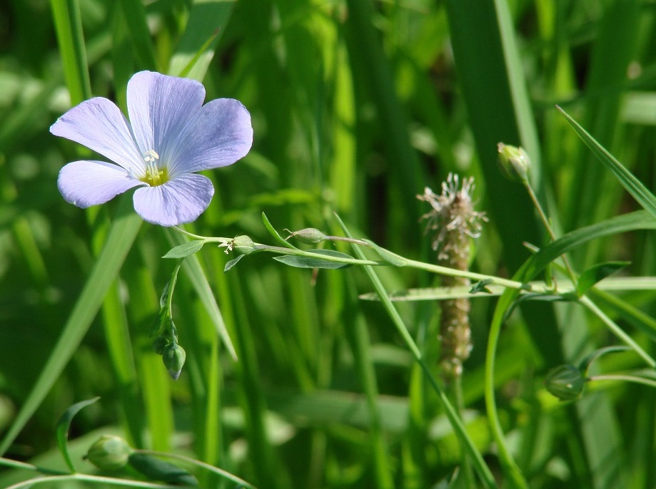 Image of Linum perenne specimen.