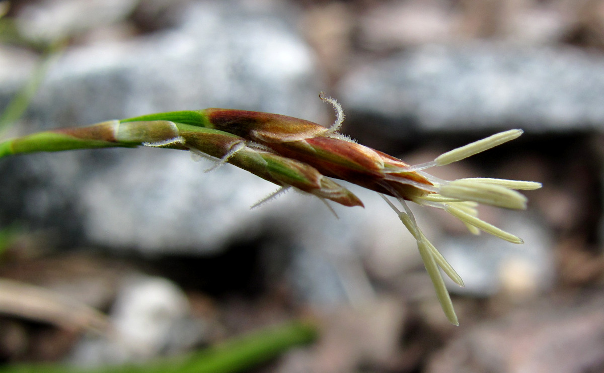 Изображение особи Carex ornithopoda.