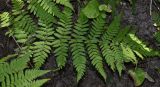 Dryopteris carthusiana