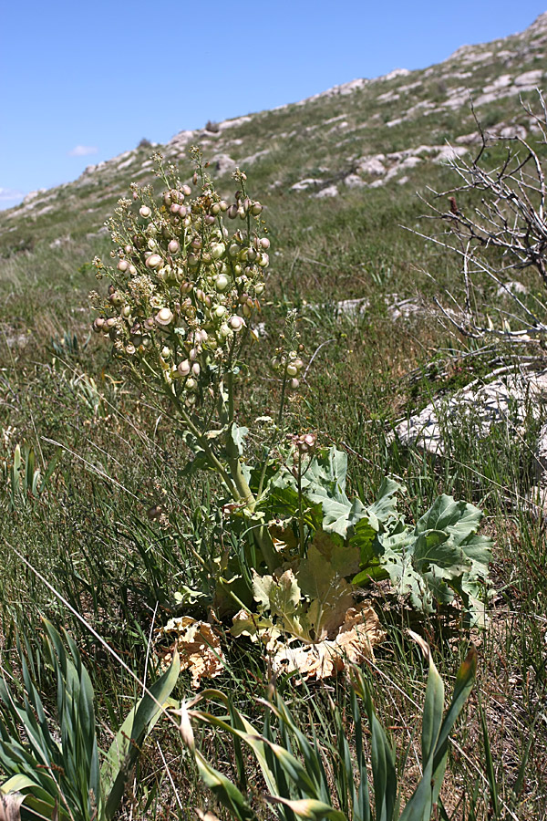 Изображение особи Megacarpaea orbiculata.