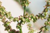 Rumex pamiricus