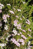 Coleonema pulchellum. Побеги с цветками. США, Калифорния, Сан-Франциско, в озеленении. 17.02.2014.