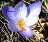 Crocus speciosus. Цветок. ЮБК, Ялта, хребет Иограф. 04.11.2015.