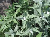 Salvia canariensis. Верхушки побегов. Испания, Канарские о-ва, Гран Канария, муниципалитет Agüimes, ущелье Barranco de Guayadeque. 26 февраля 2010 г.