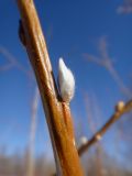 Salix schwerinii. Часть побега с просыпающейся генеративной почкой. Республика Бурятия, Баунтовский эвенкийский р-н, окр. пос. Северный, берег р. Има. 22.02.2016.