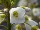 Cardamine tenera