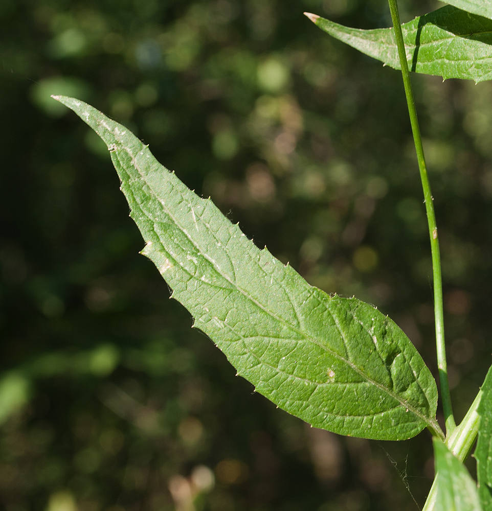 Изображение особи Adenophora liliifolia.