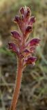 Orobanche pubescens