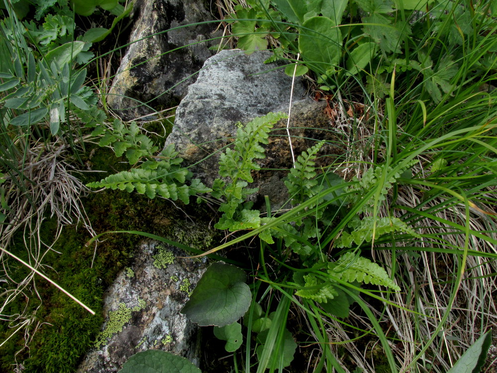 Изображение особи Asplenium sajanense.