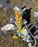 Dactylorhiza viridis. Цветущее растение среди побегов Salix lanata. Исландия, национальный парк Ватнайокюдль (южная часть), окр. ледника Скафтафельсйокюдль, мохово-лишайникова тундра. 04.08.2016.