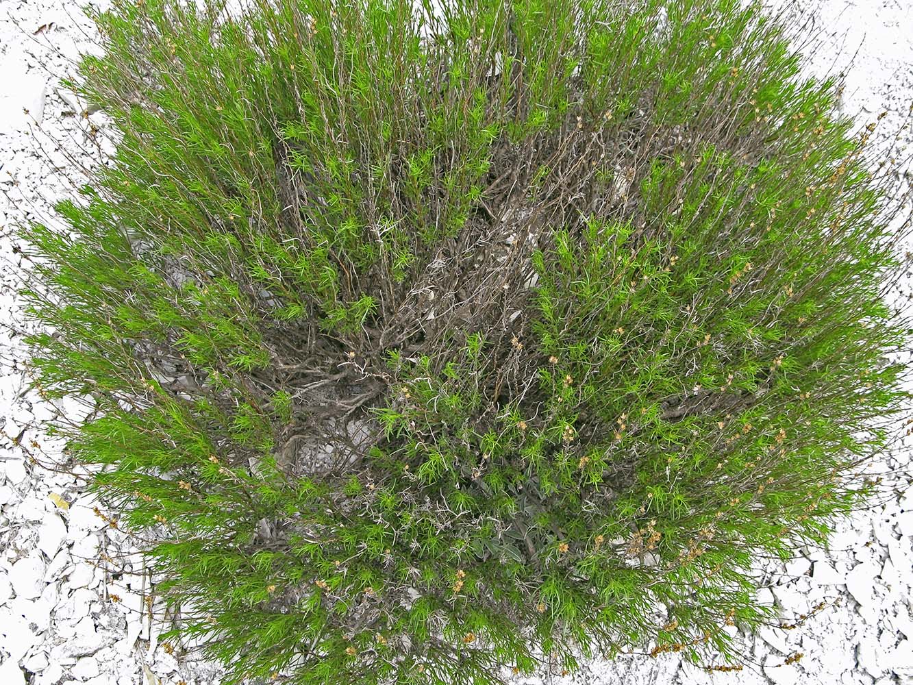 Изображение особи Artemisia salsoloides.