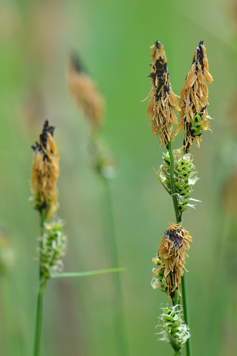 Изображение особи Carex cespitosa.