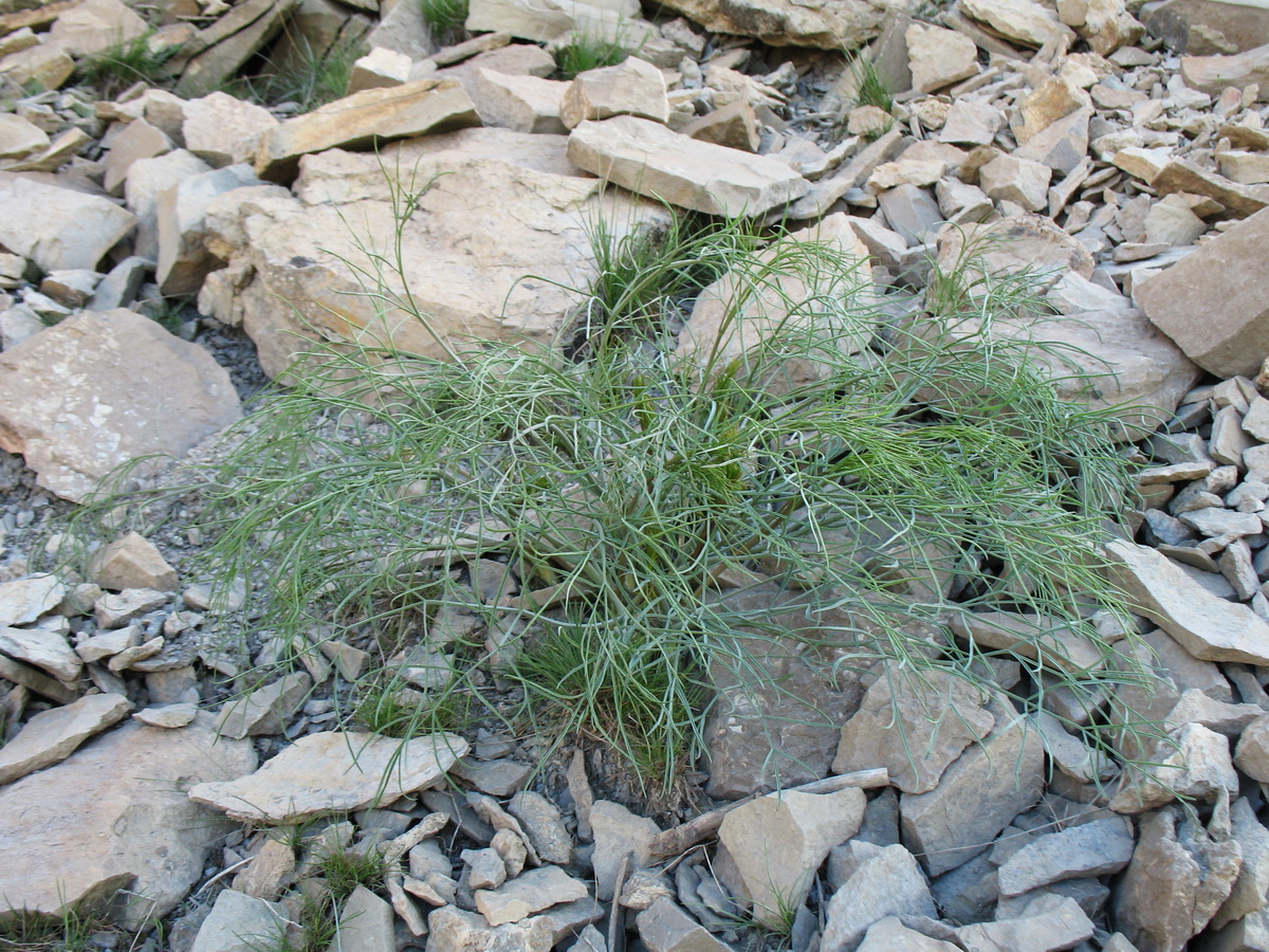 Image of Ferula leucographa specimen.