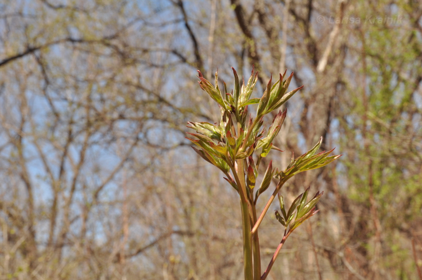 Image of Paeonia lactiflora specimen.