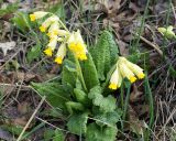 Primula macrocalyx