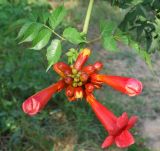 Campsis radicans