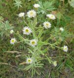 Erigeron sachalinensis