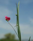 Lathyrus nissolia