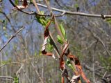 Salix schwerinii