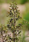 Scrophularia nodosa. Верхушка соцветия с цветками и завязавшимися плодами. Московская обл., Орехово-Зуевский р-н, долина р. Нерская, вырубка на опушке хвойно-лиственного леса. 14.06.2018.