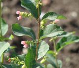 Symphoricarpos albus variety laevigatus. Верхушка побега с соцветиями с цветками и завязавшимися плодами. Иркутская обл., г. Иркутск, в культуре. 29.09.2018.