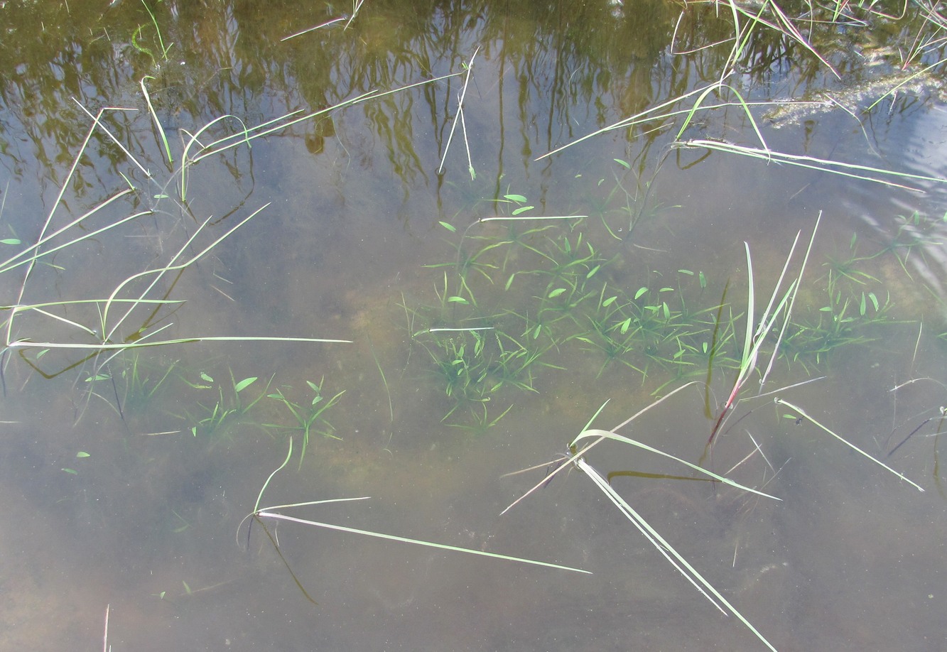 Изображение особи Alisma plantago-aquatica.