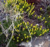 Saxifraga juniperifolia