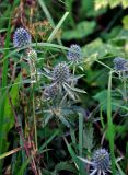 Eryngium planum. Верхушка побега с соцветиями. Московская обл., гор. округ Озёры, окр. с. Клишино, берег р. Ока, луг на опушке смешанного леса. 15.09.2019.