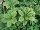 Rodgersia aesculifolia