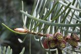 Abies concolor