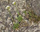 Draba lactea