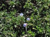 Lithodora hispidula