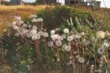 Lactuca tuberosa