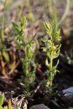 Asterolinon linum-stellatum. Плодоносящие растения. Крым, Севастополь, бух. Солёная, нарушенная петрофитная степь. 22.04.2023.