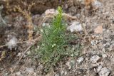 Artemisia scoparia