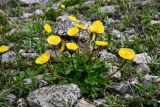 Ranunculus transiliensis