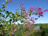 Lespedeza bicolor