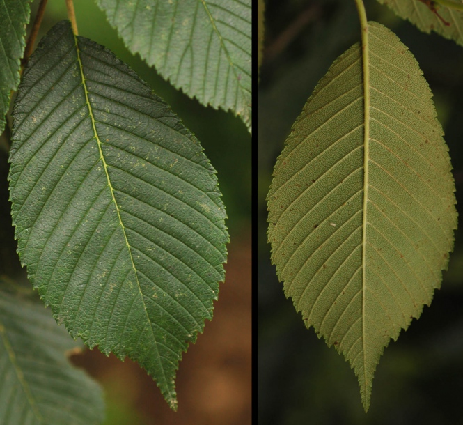 Image of Ulmus japonica specimen.