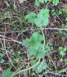 Humulus lupulus