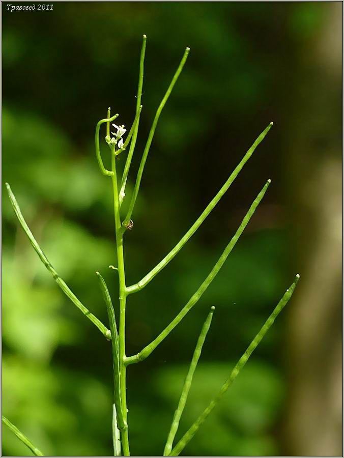 Изображение особи Alliaria petiolata.