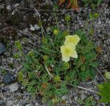 Papaver miyabeanum