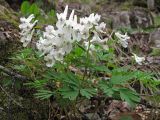 Corydalis teberdensis