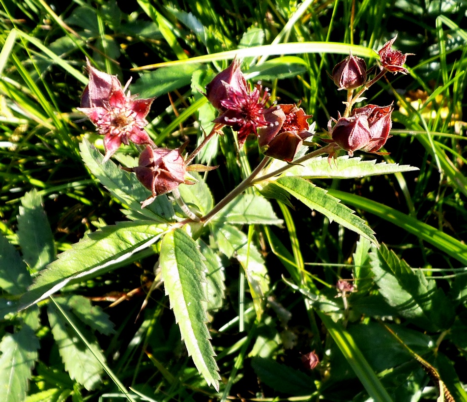 Image of Comarum palustre specimen.