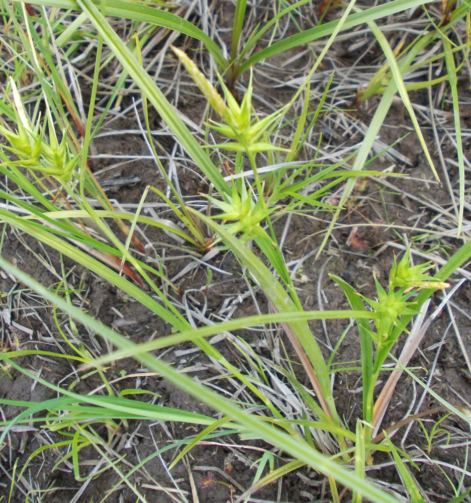Изображение особи Carex dolichocarpa.