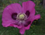 Papaver somniferum